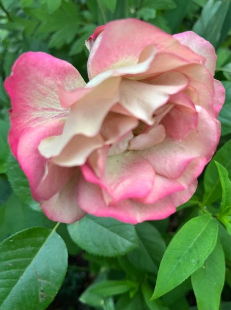 F04A833E-FE87-48D9-B08D-0A0BEE138470 - Trandafiri 2022 2