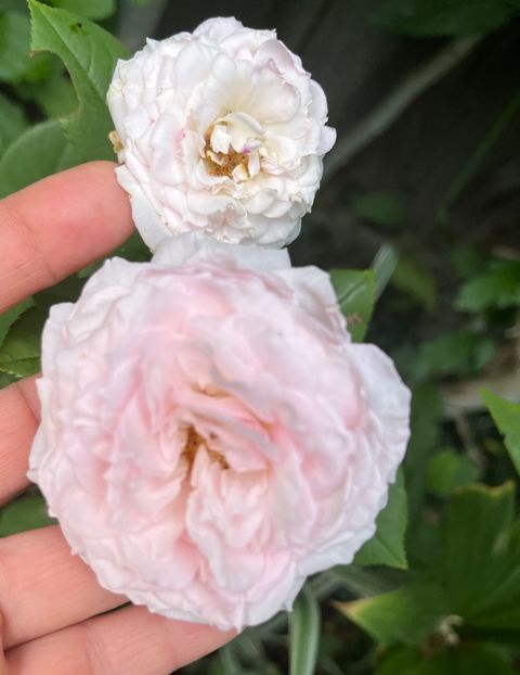 DB252C00-D9AE-4908-B960-F084003AADE6 - Trandafiri 2022 2