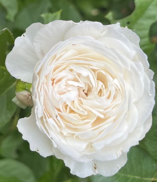 046E1742-D24B-4BBE-9CA9-30FD8902E85A - Trandafiri 2022 2