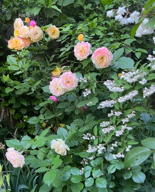 122E1B5B-3D5B-453C-96FB-005C5BB878F3 - Trandafiri 2022 2