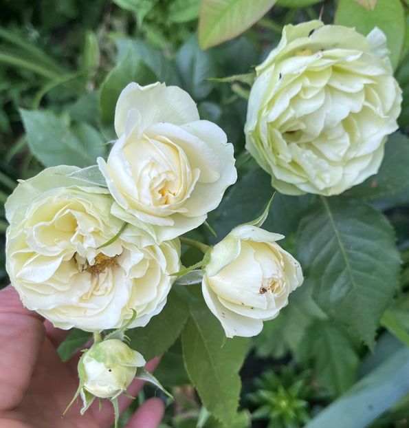 79F36D1F-AD69-4D9A-B178-F4A0B28CD256 - Trandafiri 2022 2