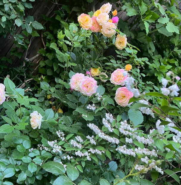 6CFD8F64-5FB6-4150-A996-23C5263E3D7E - Trandafiri 2022 2