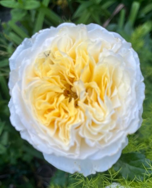 4EB78C00-32F4-4763-A092-BD8F2F81D1BB - Trandafiri 2022 2