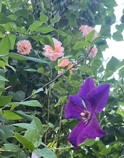 CE9101AE-FEFA-43A0-9AAE-56E61DA28DAE - Trandafiri 2022 2