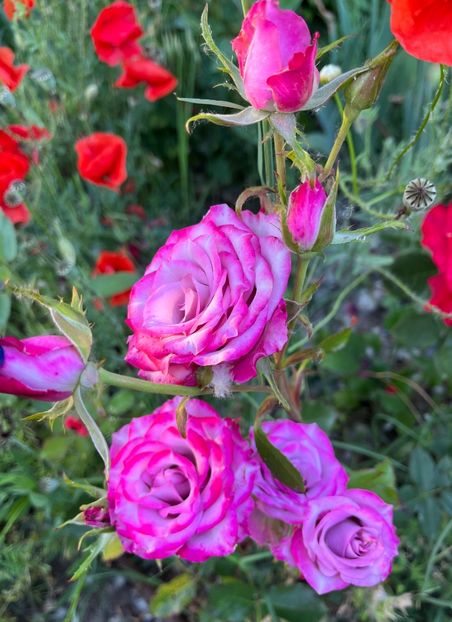 6462E263-B570-439C-8383-036C0B0377BB - Trandafiri 2022 2