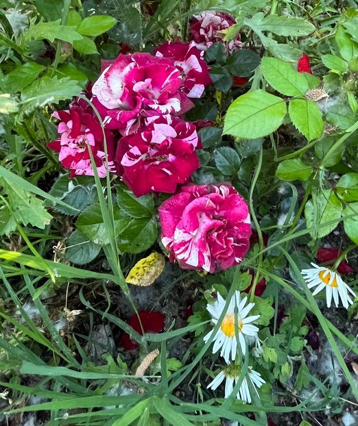 60E60B15-9363-4045-AED2-06687ADFD741 - Trandafiri 2022 2