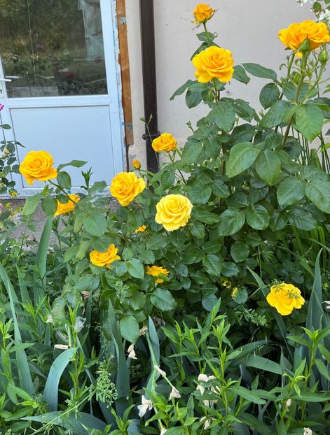 002C6C25-9ACA-4347-8DD1-9D4F8BDFA62B - Trandafiri 2022 2