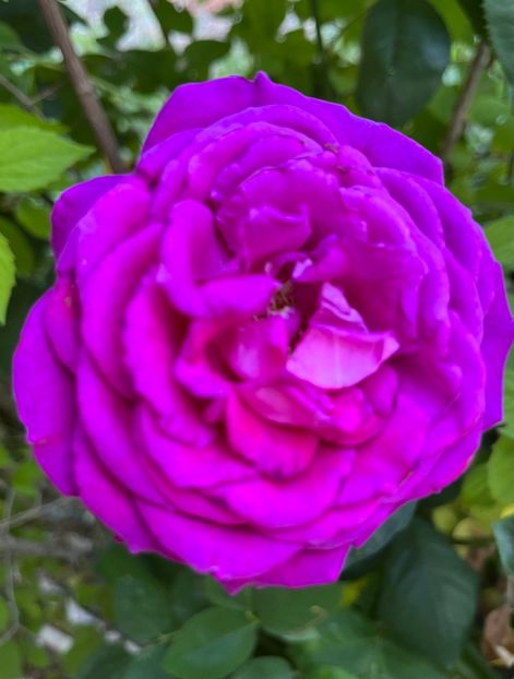 BDDC94C9-2E1E-42A8-A3F8-76EF0C77F28E - Trandafiri 2022 2