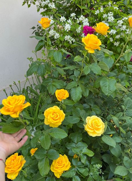 ABB9148C-BB3C-4167-9BC9-BE529130DA8D - Trandafiri 2022 2