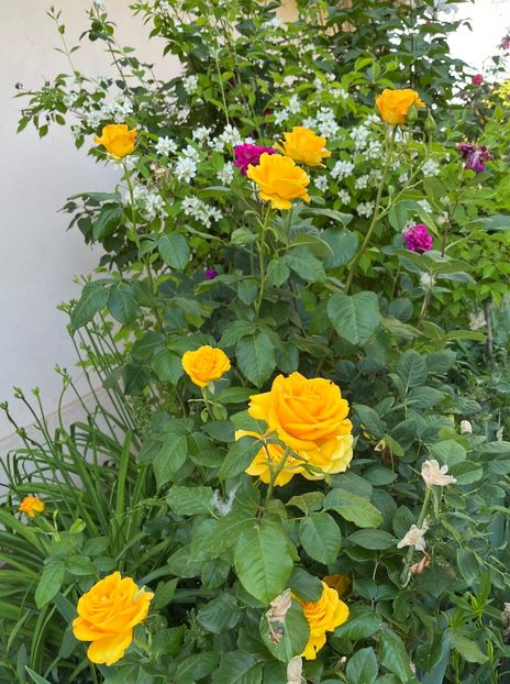 73E0827C-0974-4026-81AB-F9672D2FF740 - Trandafiri 2022 2