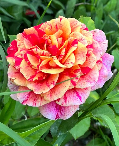 0358BA6F-46DE-4F6F-86FF-3E3E90FBC43A - Trandafiri 2022 2