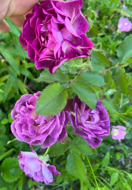 D98236B7-FD5F-49F2-8363-31DF6687E811 - Trandafiri 2022 2