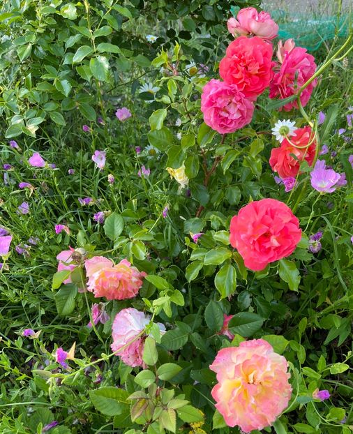 D8C93CB7-1D92-44D1-84AA-9DFE6D1B6896 - Trandafiri 2022 2