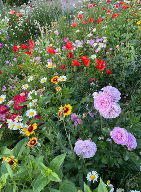 842FAB5E-E603-4007-A987-D208794BD267 - Trandafiri 2022 2