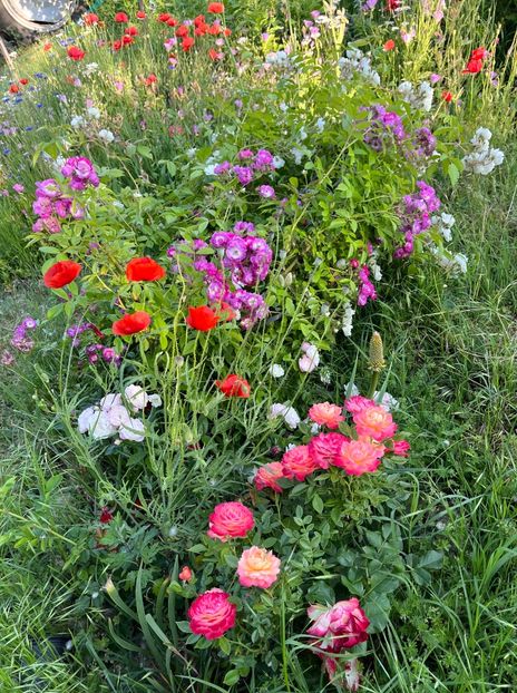 A9939CDD-1640-4168-8087-4A5F0EBE76E4 - Trandafiri 2022 2