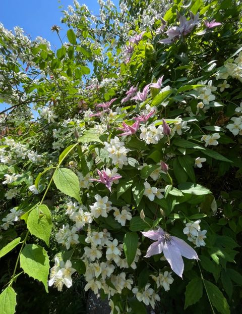 EF073A3C-7291-407C-95DC-25D0E4A39B50 - Trandafiri 2022 2