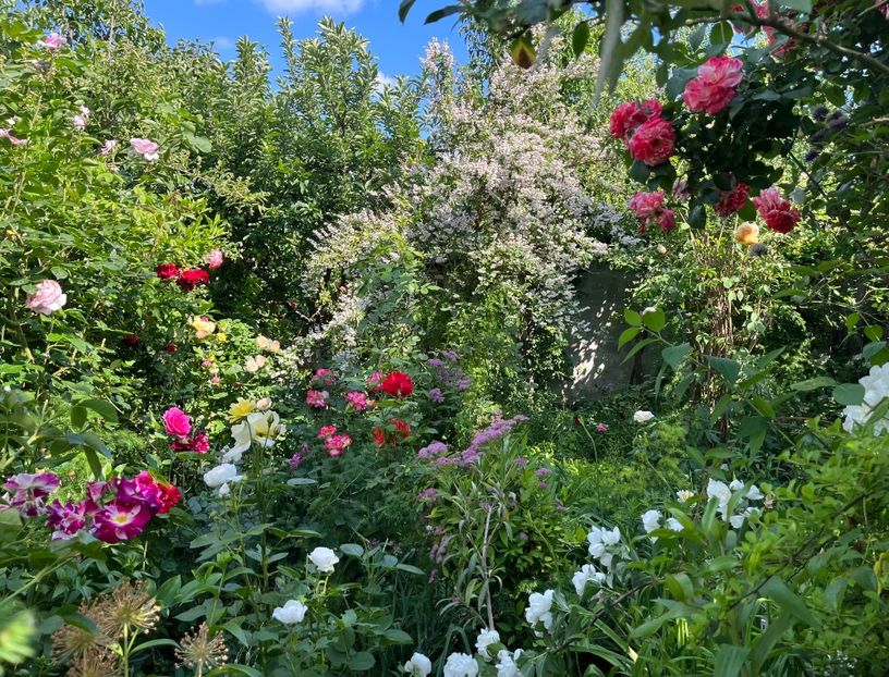 D62D666C-4935-483F-8FE0-44B8EDD0B5D0 - Trandafiri 2022 2