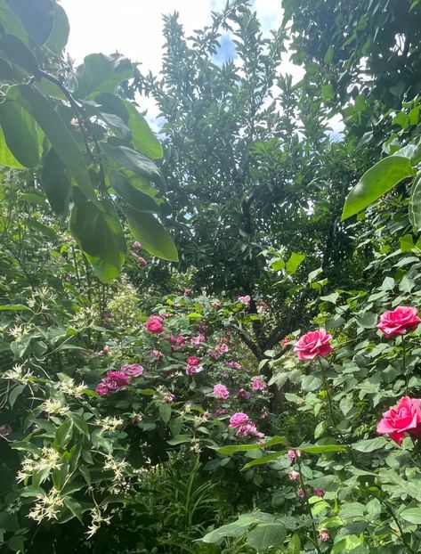 74892BF6-67DD-43A8-A7FC-984732D3E3E8 - Trandafiri 2022 2