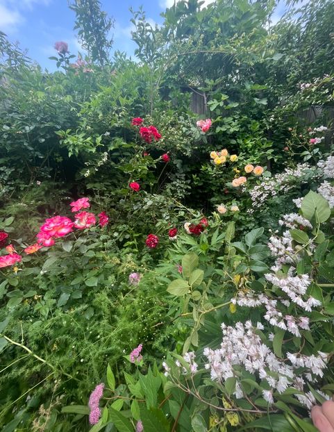 FA9EC2FD-F3D6-4232-BCCA-EB34378AE97A - Trandafiri 2022 2