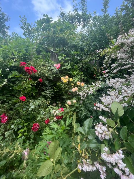 DFC2786E-2473-4A70-8F34-F987D4F4861C - Trandafiri 2022 2