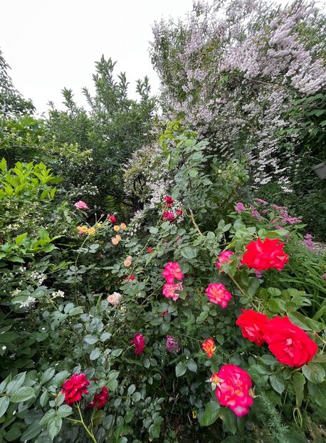 3294A609-4DA7-49DA-919A-5BB87A0B26D2 - Trandafiri 2022 2