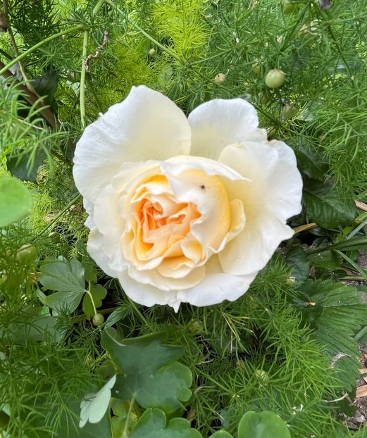 8271E331-EF25-4855-A18C-14BAF664CFD4 - Trandafiri 2022 2