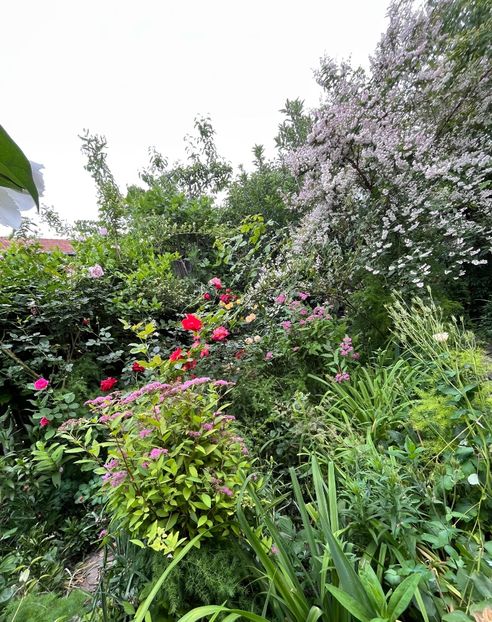 85C29E65-A38D-4DDB-B06E-3F6ABE491A4D - Trandafiri 2022 2