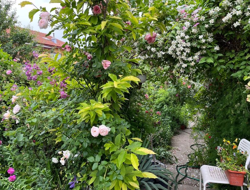 515F09A1-BF33-4C67-AEBF-4B985CB80EF7 - Trandafiri 2022 2