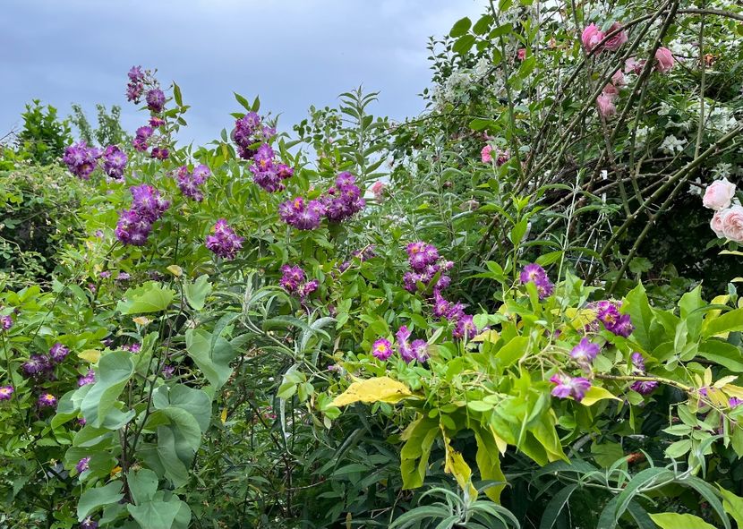 A3780E3D-F0C9-4912-8DBF-67FBAB5BFB26 - Trandafiri 2022 2