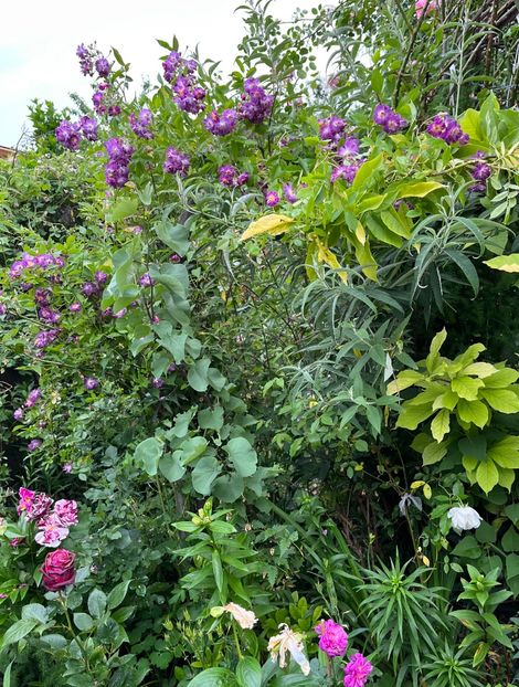 6E30D478-838E-48CC-B25F-5445B6736F8D - Trandafiri 2022 2