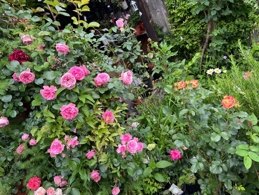 A001DC64-BCC4-4473-9263-8E575A5E0525 - Trandafiri 2022 2