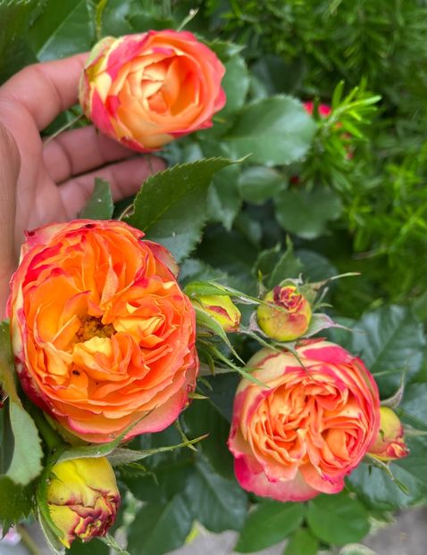 A3A66F8C-4281-42CD-BE60-C2E60D9B3EB5 - Trandafiri 2022 2