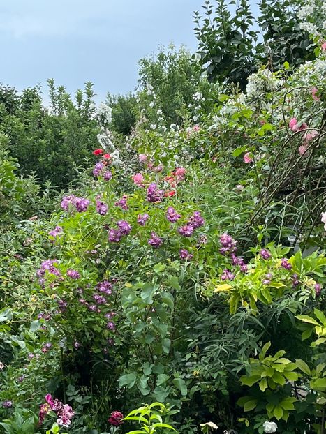 44664CA0-66D5-4DD5-A4FA-A9EF4C6486FF - Trandafiri 2022 2