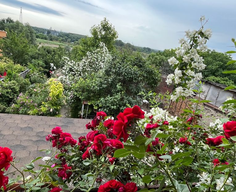 DB95D1D3-2FA5-409E-BAFB-4CE0E73DBE63 - Trandafiri 2022 2