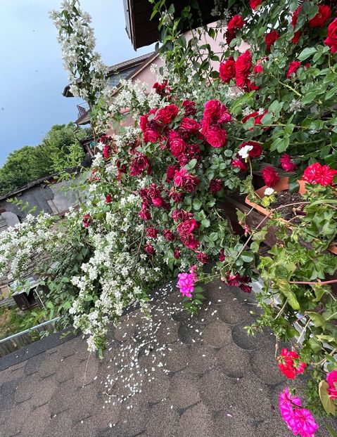 8856CDBA-D9B7-472D-9E79-FB1F06BA852D - Trandafiri 2022 2