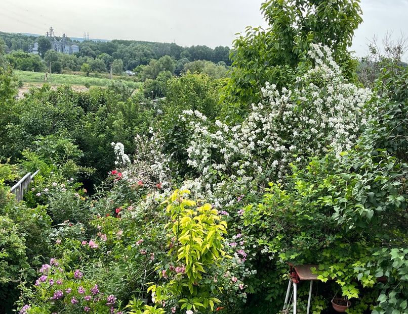 19E8A9BB-CD56-4225-B660-A28D432B05D4 - Trandafiri 2022 2