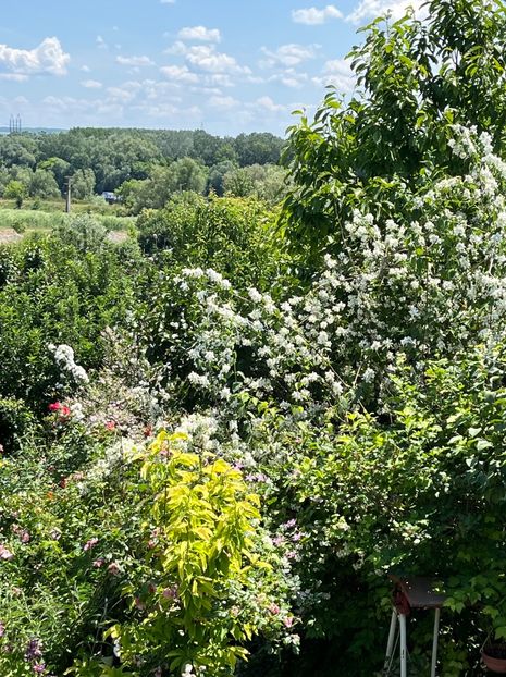 80D17F06-F6E5-4848-85AC-80E02508EA4A - Trandafiri 2022 2