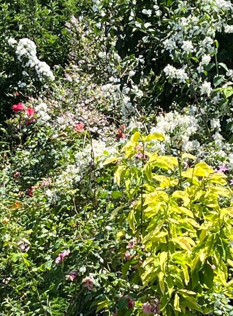 224134E2-38EE-4618-A6D7-A1BFFA7C9960 - Trandafiri 2022 2