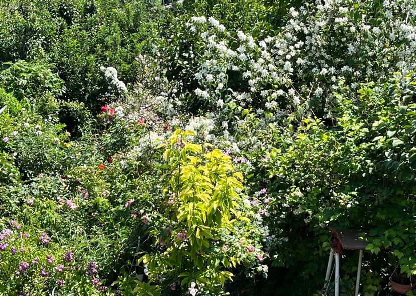 1710270E-B3F4-48C9-8EFA-10AC4F1E5246 - Trandafiri 2022 2