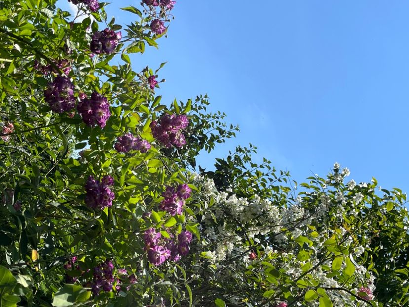 A203F978-CD3A-418B-850D-C4B5ED1DCD32 - Trandafiri 2022 2