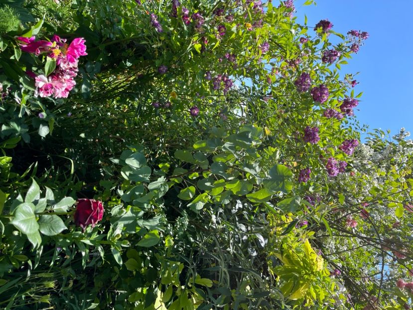 4636FC00-B8D5-4169-BEA6-AA1E20D20C79 - Trandafiri 2022 2