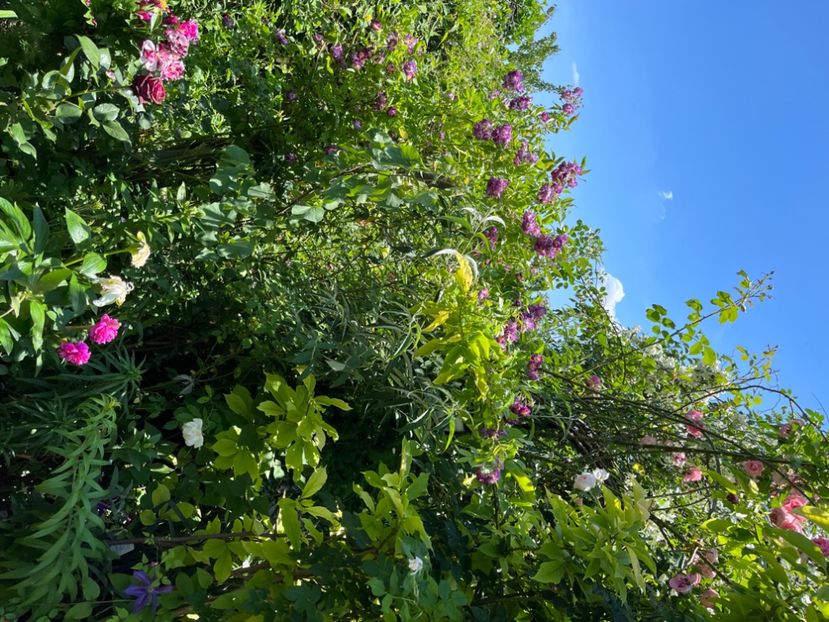 ED34E6C8-B1FC-4ECC-B260-3C7214E9980F - Trandafiri 2022 2