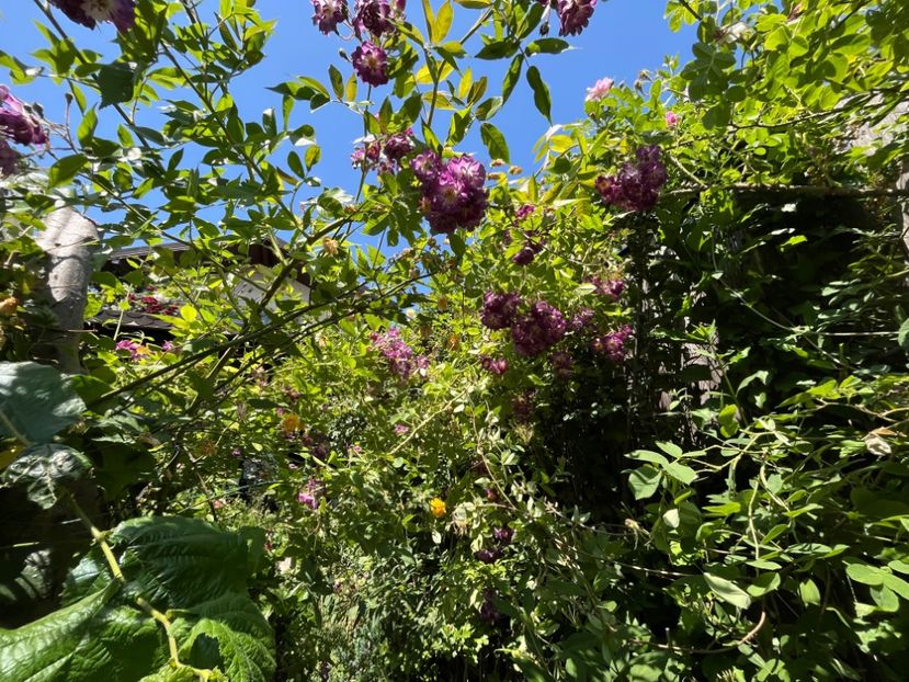 2BF88838-A60C-4AD7-946D-21530DC103B3 - Trandafiri 2022 2