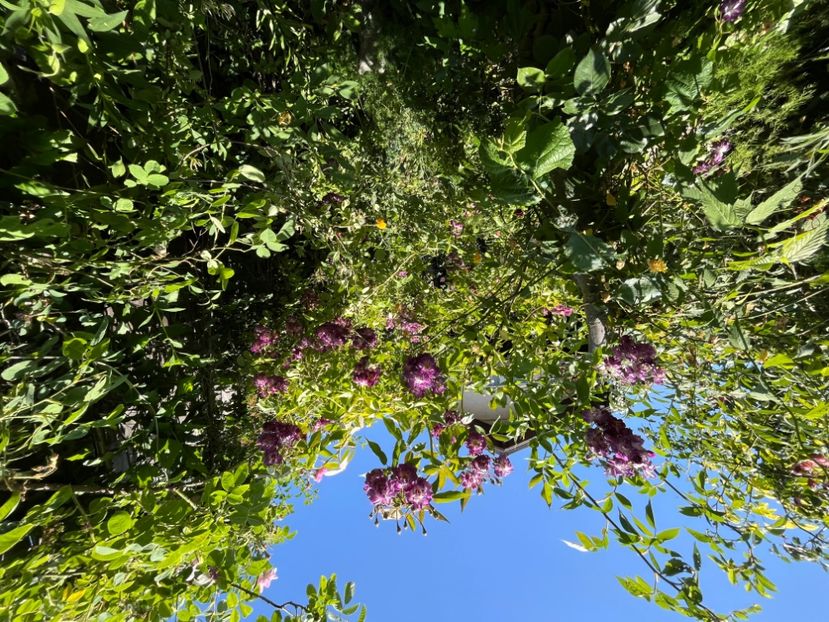 925009EF-E4E8-4AB9-86A8-4728E6FDFCF2 - Trandafiri 2022 2