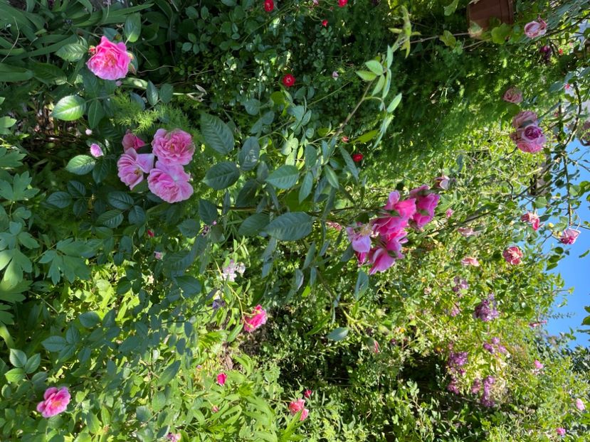 6848F817-FD87-4287-9523-611D286A288A - Trandafiri 2022 2