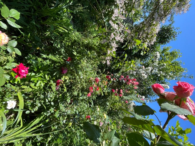 82D38EBE-A331-40E8-8841-67F8E9518CCE - Trandafiri 2022 2