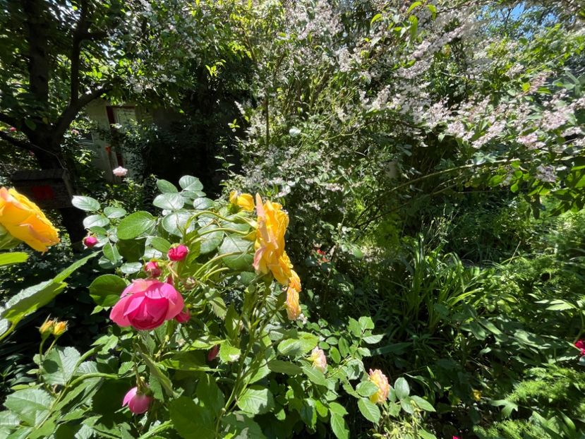 166CEA84-6C5B-4E61-B349-969998A96EC5 - Trandafiri 2022 2