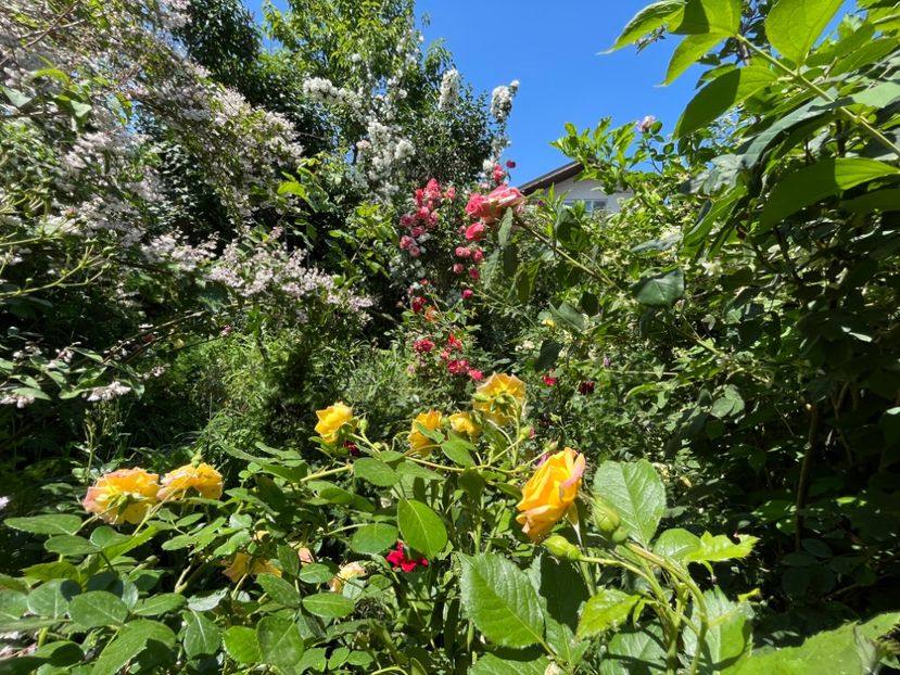 5D529AB2-8B46-40FC-BE1A-396D6B33EEF1 - Trandafiri 2022 2