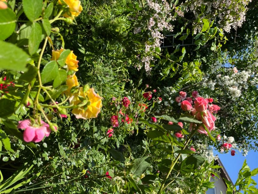 EE205EA1-426A-4BE7-825F-2B1720C09D92 - Trandafiri 2022 2