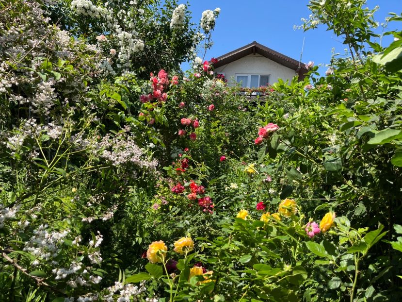 8415F4BE-27F3-4D6C-9536-98D3363ECD39 - Trandafiri 2022 2